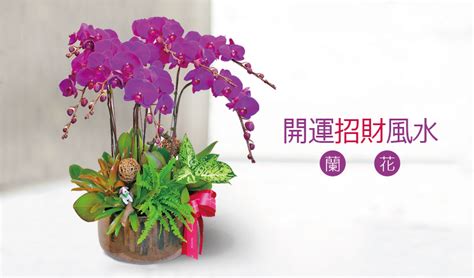 蘭花招財顏色|【蘭花風水】蘭花風水「一命、二運」！客廳擺放蘭花注意這些禁。